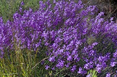 Heliophila juncea