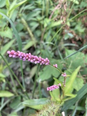 Persicaria longiseta