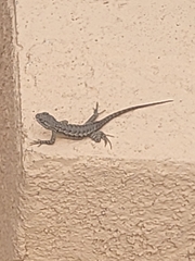 Sceloporus occidentalis
