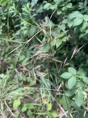 Bromus pubescens