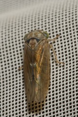 Idiocerus stigmaticalis