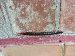 Scolopendra sumichrasti