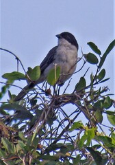 Microspingus melanoleucus