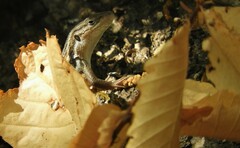 Psammodromus algirus