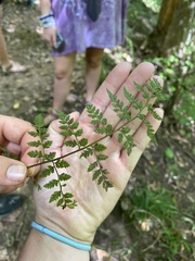 Cystopteris protrusa