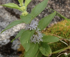 Lamiaceae
