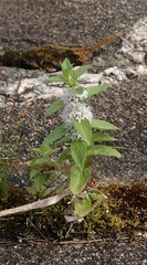 Lamiaceae