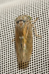 Idiocerus stigmaticalis