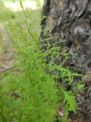 Dysphania graveolens