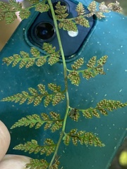 Cystopteris protrusa