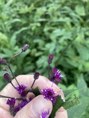 Vernonia gigantea