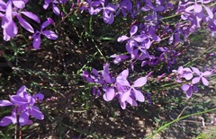 Heliophila juncea