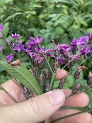Vernonia gigantea