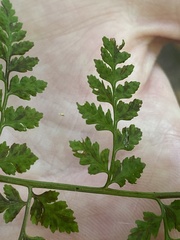 Cystopteris protrusa