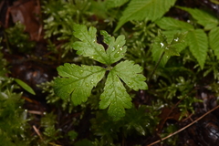 Tiarella trifoliata