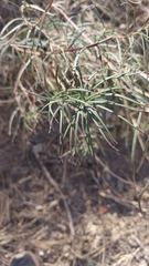 Talinum polygaloides