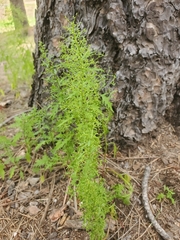 Dysphania graveolens