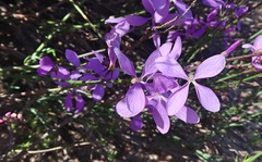 Heliophila juncea