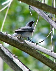 Microspingus melanoleucus
