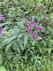 Vernonia gigantea