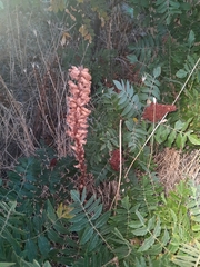 Orobanche