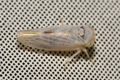 Populicerus albicans