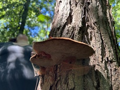 Inonotus hispidus