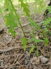 Dysphania graveolens