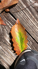Quercus montana