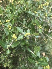 Ilex vomitoria