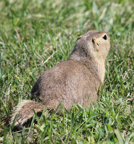 Richardson's Ground Squirrel