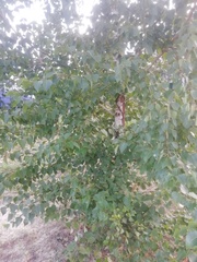 Betula pendula