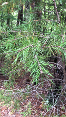 Pinus virginiana