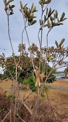 Handroanthus coronatus