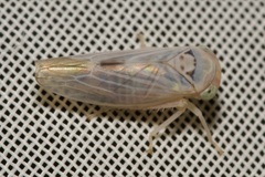 Populicerus albicans