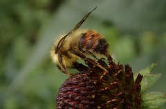 Bombus centralis