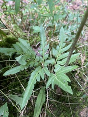 Sceptridium dissectum