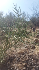 Colletia spinosissima