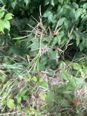 Bromus pubescens