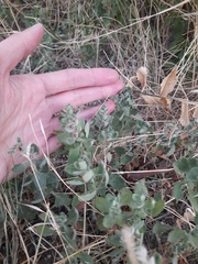 Teucrium chamaedrys nuchense