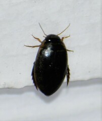 Thermonectus basillaris