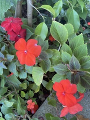 Impatiens walleriana