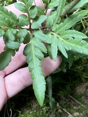 Sceptridium dissectum