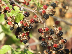 Rubus ulmifolius