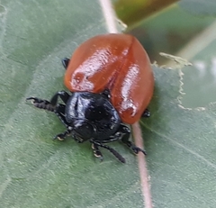 Chrysomela populi