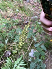 Sceptridium dissectum