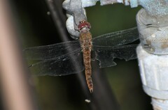 Pantala hymenaea
