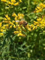 Apis mellifera