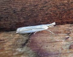Crambus leachellus