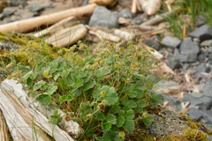 Potentilla villosa